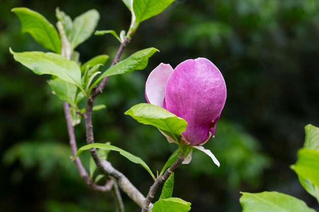 Knospe der rosafarbenen Magnolia Soulangeana auf einem Ast mit Blättern auf einem verschwommenen grünen Hintergrund, selektiver Fokus