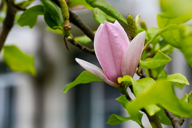 Knospe der rosafarbenen Magnolia Soulangeana auf einem Ast mit Blättern auf einem verschwommenen grünen Hintergrund, selektiver Fokus