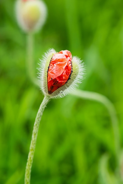 Knospe der roten Mohnblume auf einem Hintergrund des grünen Grases