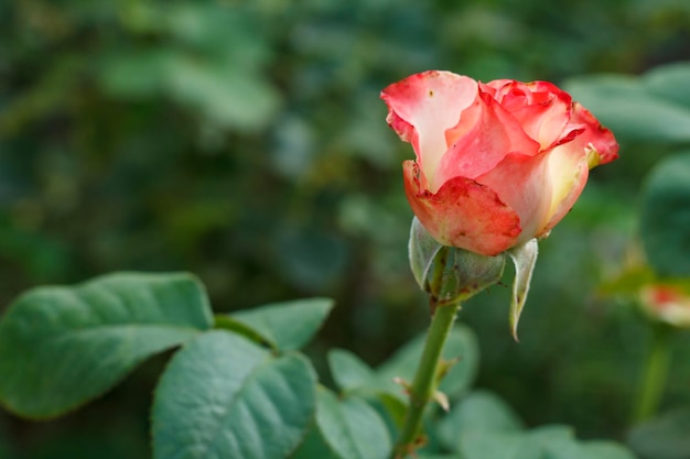 Knospe der roten Rose mit unscharfem grünem natürlichem Hintergrund