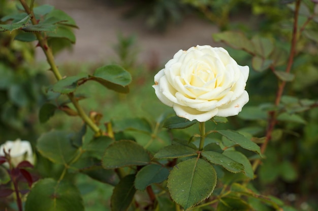 Knospe der weißen Rose mit unscharfem grünem natürlichem Hintergrund