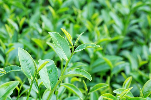 Knospe des grünen Tees und frische Blätter. Teeplantagen.