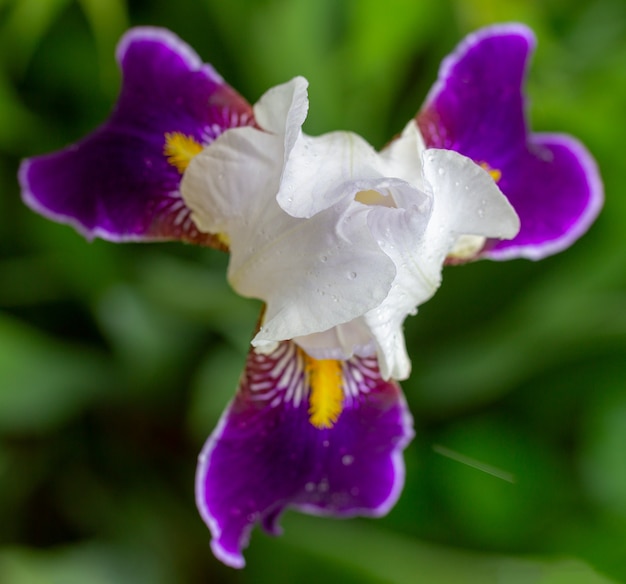 Knospe des schönen Weiß mit den purpurroten Blumenblättern einer Irisblume in den Tautropfen