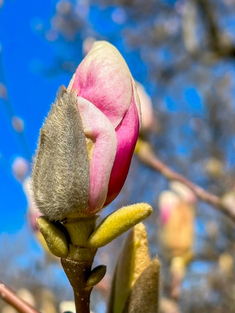 Knospe einer rosafarbenen Magnolienblume gegen einen blauen Himmel Blumenfrühlingshintergrund