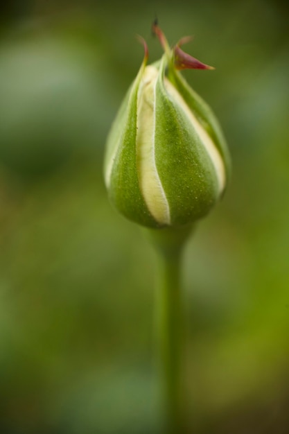 Knospe einer Rose mit Makroobjektiv auf grünem Hintergrund.