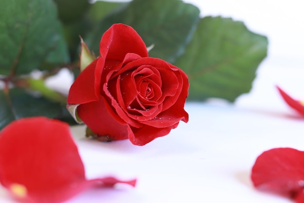 Knospe einer roten Rose Blume auf weißem Hintergrund Rose mit Wassertropfen und Blütenblättern in der Nähe