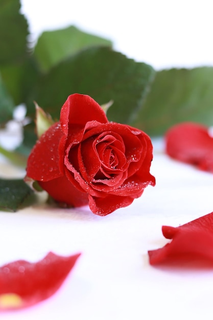 Knospe einer roten Rose Blume auf weißem Hintergrund Rose mit Wassertropfen und Blütenblättern in der Nähe