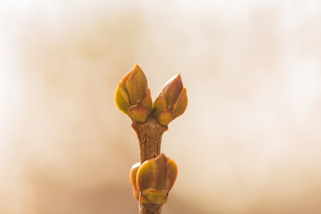 Knospen an Bäumen im Frühjahr. Baumknospen im Frühjahr. Junge große Knospen an den Zweigen. Frühling Hintergrund.