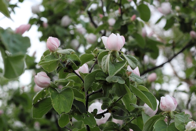 Knospen auf einem Apfelbaum. Kleine Knospen an einem Apfelzweig