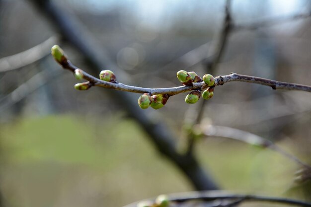 Knospen auf einem Ast im Frühjahr Junge Triebe eines Baumes Frühling