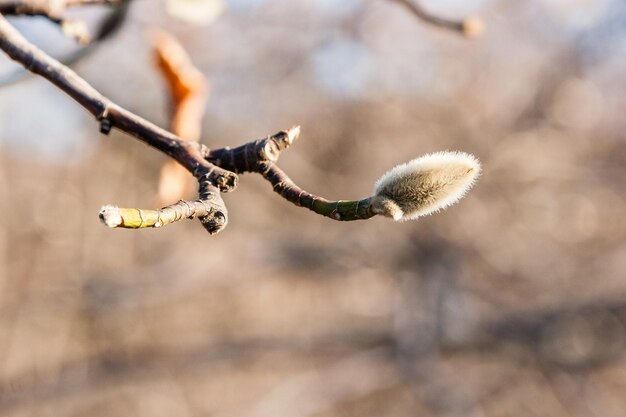 Knospen auf einer Weidenzweignahaufnahme