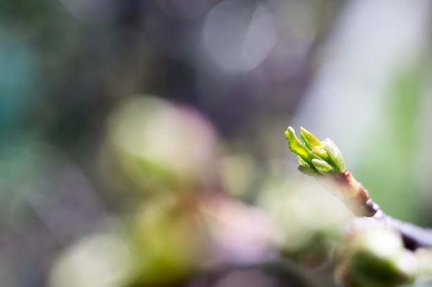 Knospen auf Ästen