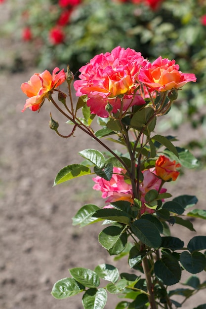 Knospen der roten Rose im Garten mit verschwommenen gleichen Blumen im Hintergrund Geringe Schärfentiefe