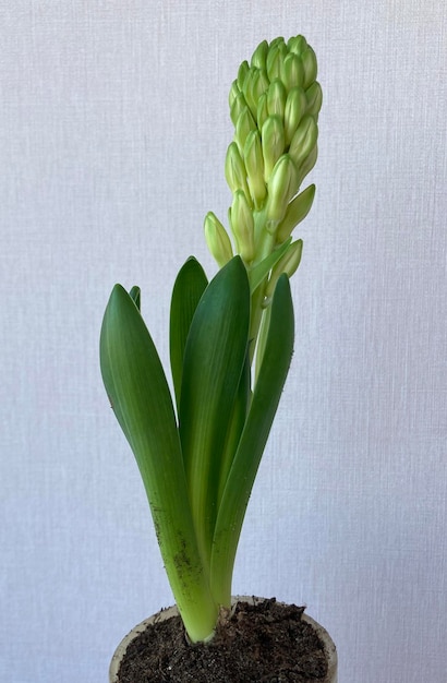 Knospen des weißen Hyacinthus oriental in Topf