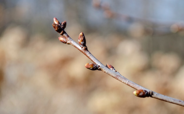 Knospen eines Zweigs auf einem Baum im frühen Frühling schließen auf einem unscharfen Hintergrund