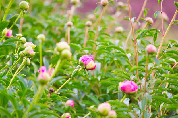 Knospen rosa und weiße Pfingstrosen in voller Blüte