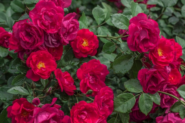 Knospen roter Rosen zwischen grünen Blättern