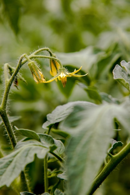 Knospen Sie gelbe Blumengartengemüsetomate