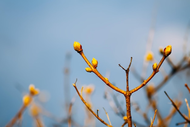 Knospen und erste Blätter an Ästen