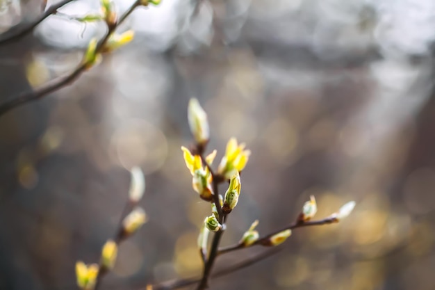 Knospen und erste Blätter an Ästen