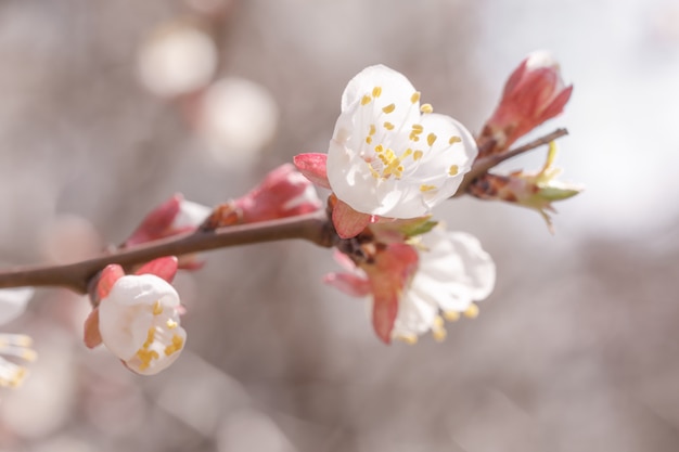Knospen und Öffnungsblüte des Aprikosenbaums