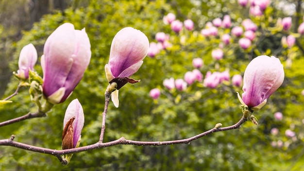 Knospen violetter Magnolienblüten auf einem Ast. Natürlicher floraler Hintergrund