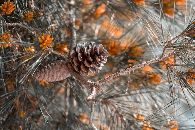 Knospen von Blumen