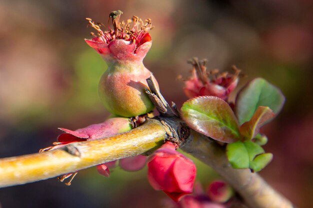 Knospen von Blumen