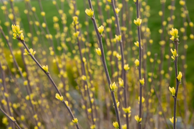 Knospen von Blumen