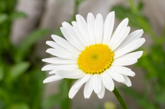 Foto knospen von kamillblumen mit verschwommenem natürlichen hintergrund