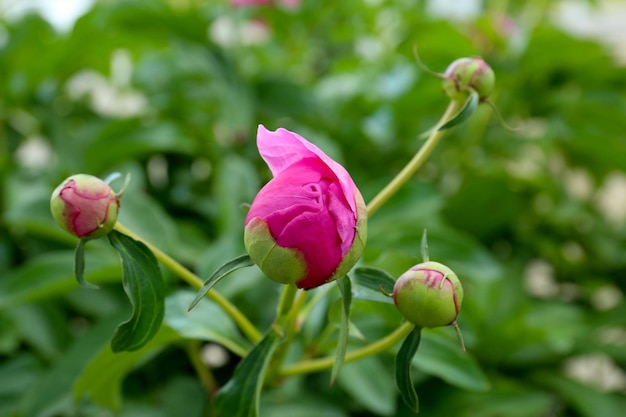 Knospen von schönen Pfingstrosen in der Gartennahaufnahme