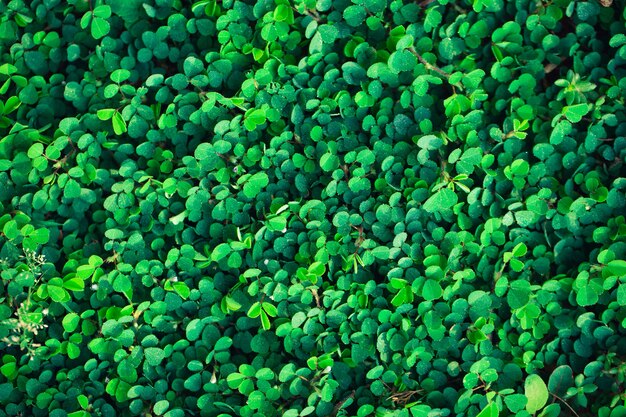 Öko Natur Hintergrund und Wassertropfen. Tau auf grünem Gras Nahaufnahme