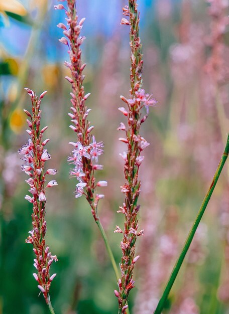 Öko, Natur, Pflanzenliebhaber-Konzepthintergrund. Blumenästhetische Tapete