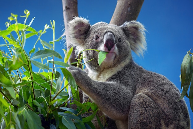 Foto koala comiendo hojas de eucalipto.