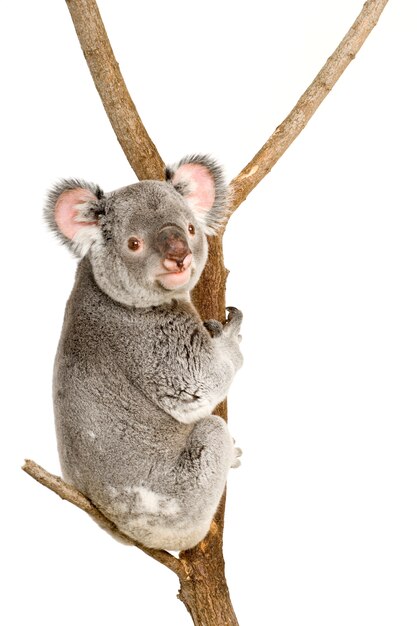 Koala delante de un fondo blanco