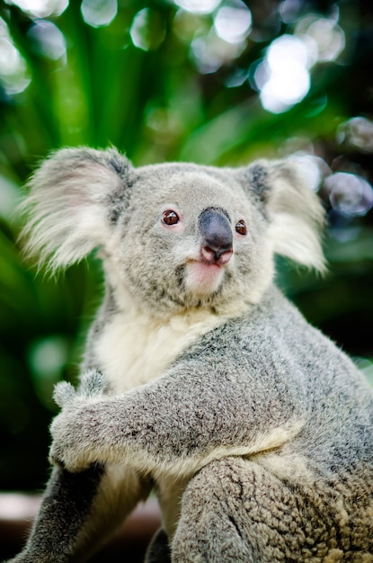 Koala, der auf einem Baum sitzt.