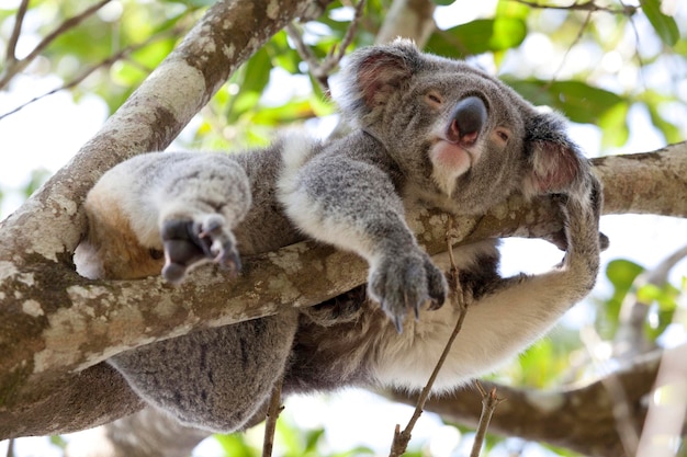 Koala descansando en un árbol Australia