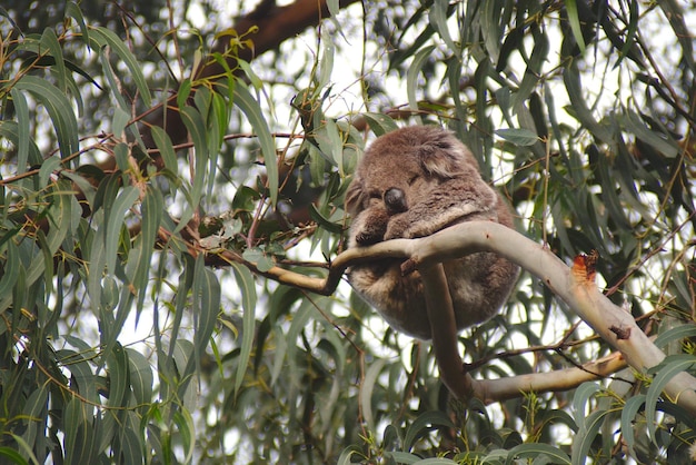 Koala, die auf einem Zweig schläft, aus tiefer Sicht