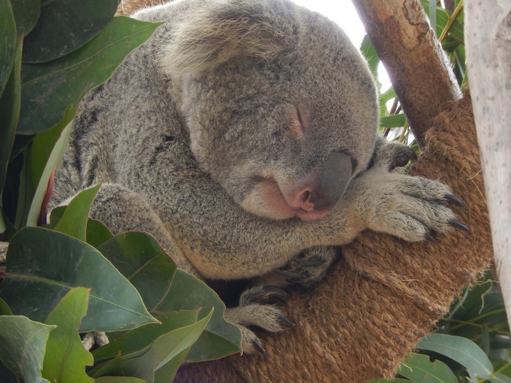 Foto koala dormindo em uma árvore