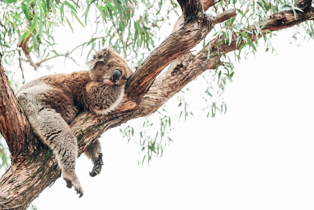 Un koala durmiendo en una rama cerca de eucaliptos.