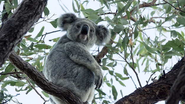 Foto koala en un eucalipto