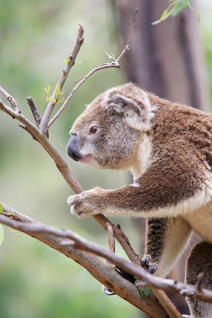 Koala in einem Baum