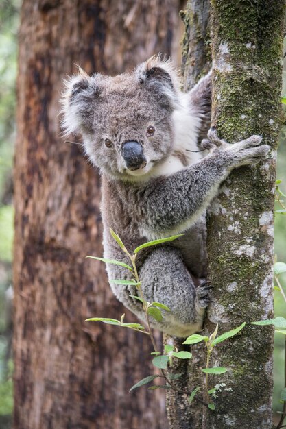 Foto koala no parque nacional de great otway