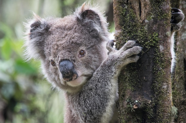 Foto koala en el parque nacional de great otway