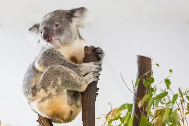 Koala, Phascolarctos cinereus en el árbol