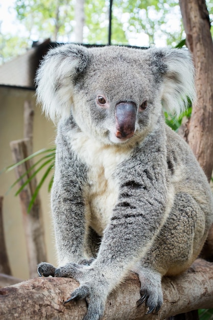 Koala Phascolarctos cinereus