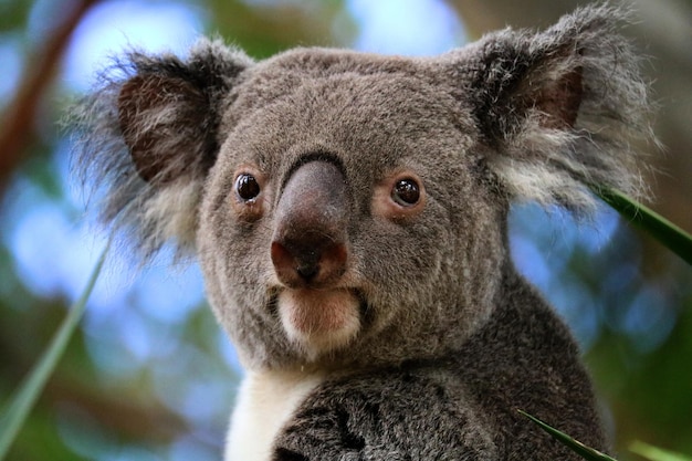 Foto koala-porträt in nahaufnahme