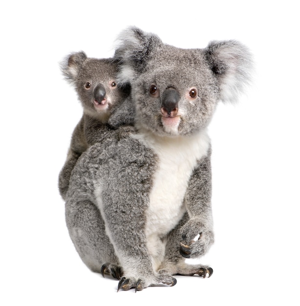 Koala y su bebé - Phascolarctos cinereus