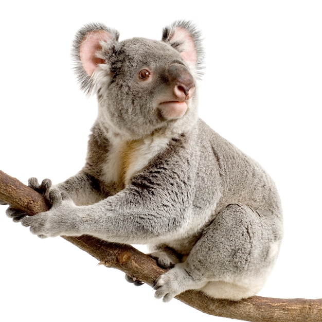 Koala vor einem weißen Hintergrund