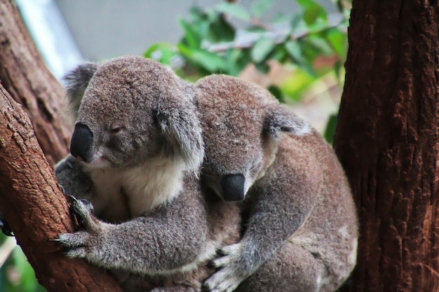 Koala en el zoológico de Taronga en Sydney, Australia